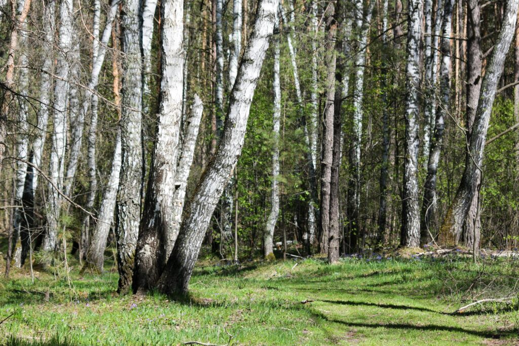 Tranquil birch forest with sunlight filtering through trees in spring, casting gentle shadows on the green forest floor.